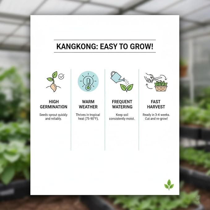 1000 Kangkong Seeds for Planting – Rau Muong Seeds Vietnam Variety – Kong Xin CAI Ong Choy Asian Vegetable for Filipino & Vietnamese Garden Growing
