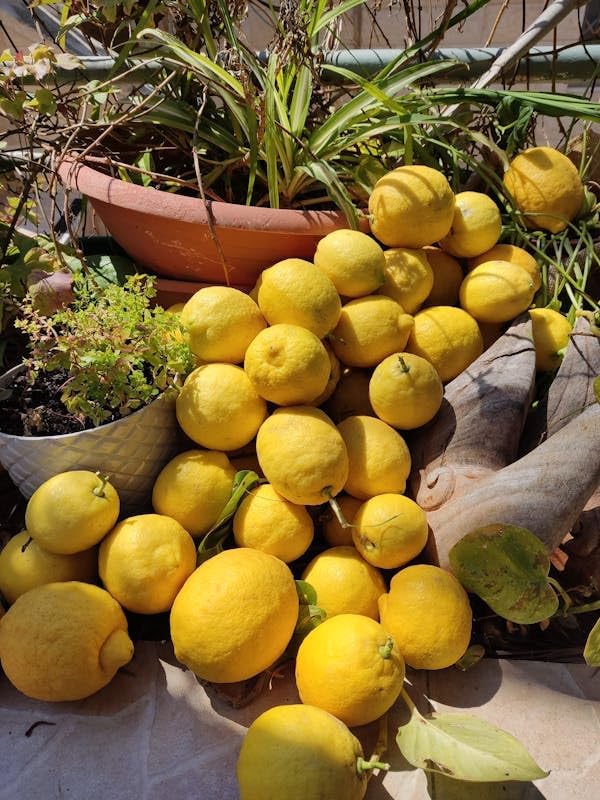 Mix Bonsai Fruit Seeds for Planting – 5 Variety Individual Packs: 40+ Lemon, 20+ Cherry, 40+ Orange, 40+ Apple, 20+ Blueberry Seeds, Organic Heirloom Non-GMO, Indoor/Outdoor Home Garden