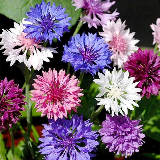 3200+ Mix Cornflower Seeds for Planting - Non-GMO Bachelor Button Flower Seeds Garden Outdoor,Perennial Plant Seeds