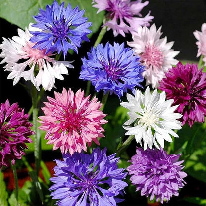 3200+ Mix Cornflower Seeds for Planting - Non-GMO Bachelor Button Flower Seeds Garden Outdoor,Perennial Plant Seeds