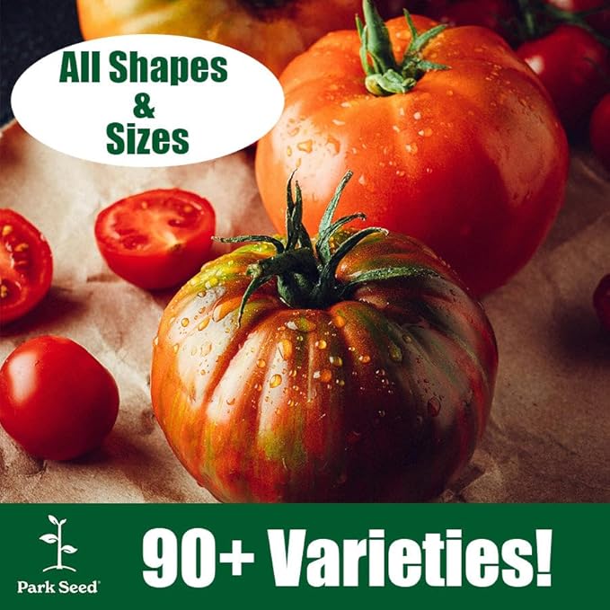 Park Seed Variety of Tomato Seeds, Planting Vegetables, Easy to Grow, Non-GMO, Perfect for Harvesting, Hybrid Purple Boy, Pack of 10