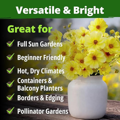 HOME GROWN Dwarf Lemon Cosmos Seeds | 600 Non-GMO Open-Pollinated Seeds (2 Packs, 300 Each) | Compact Yellow Annual Flower Seeds, Blooms in 50–60 Days, USDA Zones 2–11