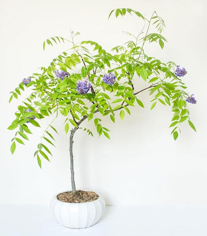 Wisteria Bonsai Starter Tree (1 Year Old Live Plant) – Wisteria Floribunda Seedling – Fast Growing Flowering Vine for Bonsai Training – Outdoor/Indoor Bonsai Tree Starter Kit Plant