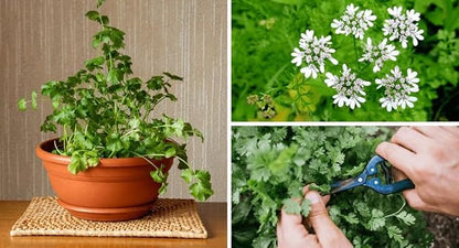 Premium Cilantro Plant Soil Mix by Gardenera - Stimulate Growth and Intensify Flavor with Nourishing Formula - 5 Quart