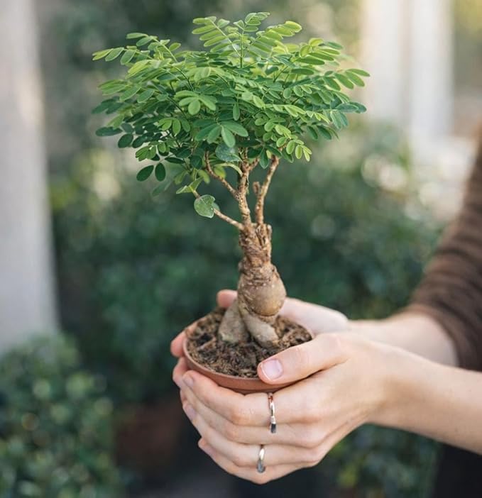 Bonsai Tree Kit for Beginners – 5X Unique Japanese Bonzai Trees | Complete Indoor Bonsai Starter Kit for Growing Bonsai Plants with Tools & Planters – DIY Gardening Gifts for Women & Men