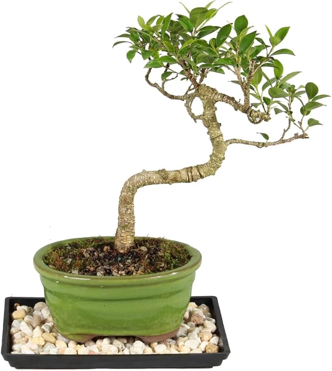 Brussel's Bonsai - Live Golden Gate Ficus Bonsai Tree with Ceramic Bonsai Pot & Humidity Tray, Indoor Bonsai Plant, 7 Years Old, 8-16 Inches Tall, Easy Care Houseplant for Home or Office (Medium)