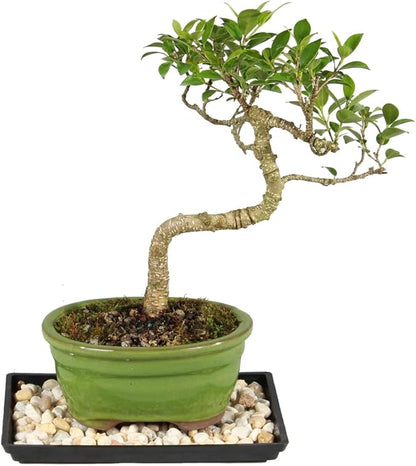 Brussel's Bonsai - Live Golden Gate Ficus Bonsai Tree with Ceramic Bonsai Pot & Humidity Tray, Indoor Bonsai Plant, 7 Years Old, 8-16 Inches Tall, Easy Care Houseplant for Home or Office (Medium)