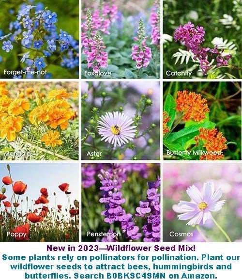 Bean Seeds for Planting Vegetables and Fruits. Pole Beans,Bush Beans,Romano Beans.Non GMO Garden Seeds for Home Vegetable Garden-40g(22ct+) Chinese Broard Bean Fava Bean Seed, Veggie Cover Crop 蚕豆