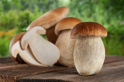 Seeds Porcini Mushrooms Spores - Heirloom - GMO Free