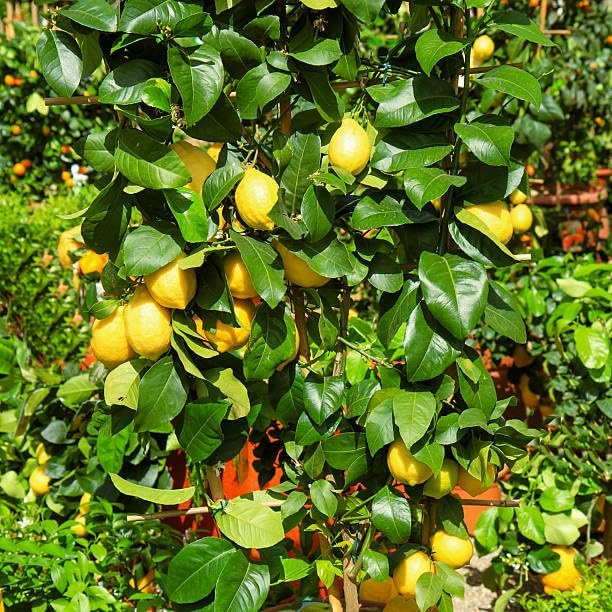Mix Bonsai Fruit Seeds for Planting – 5 Variety Individual Packs: 40+ Lemon, 20+ Cherry, 40+ Orange, 40+ Apple, 20+ Blueberry Seeds, Organic Heirloom Non-GMO, Indoor/Outdoor Home Garden