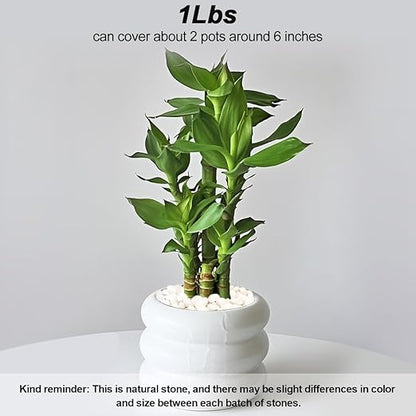 Landscaping Pebbles,River Rocks,Decorative Ornamental Pebbles,Garden Landscaping Stones,Gravel Filler for Home Decoration Flower Bed Fish Tank Plants Vases Succulents (1, White, 1 Pound)