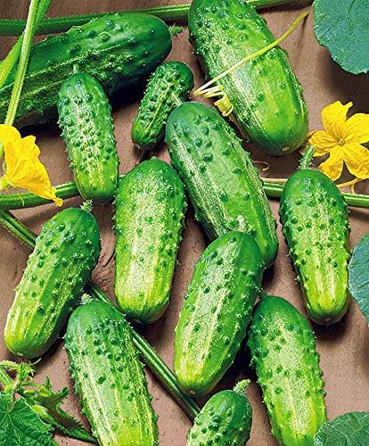 Seeds Cucumber Rodnichok F1 Pickling Heirloom Vegetable Non GMO