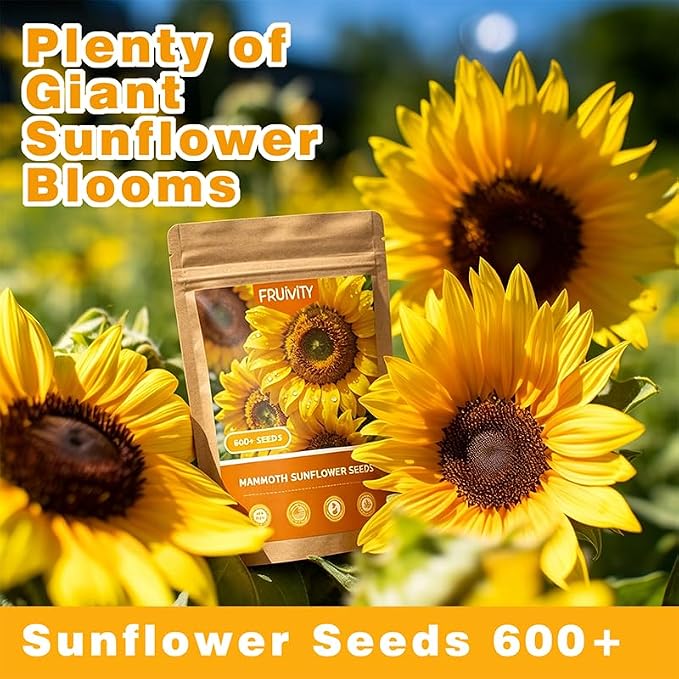 600+ Giant Mammoth Heirloom Sunflower Seeds to Plant, High Germination, Easy to Grow, for Home Garden