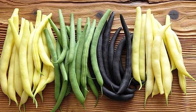 Seeds Beans Giant Bush Cluster Mix 40 Days Non GMO Vegetable for Planting