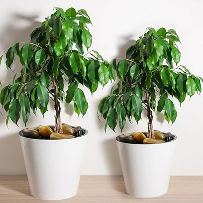 YISZM 10lbs Pebbles for Indoor Plants, 2-3 Inch Mixed Color High Polished Large River Rocks Outdoor Decorative Stones Vase Filler Fish Tank Aquariums Landscaping Garden Outdoor and Indoor DIY