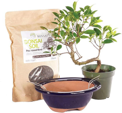 Brussel's Bonsai - Live Golden Gate Ficus Bonsai Tree Kit with Ceramic Bonsai Pot & Bonsai Soil, Indoor Bonsai Plant Starter Kit, Easy Care Houseplant for Home or Office (Small)