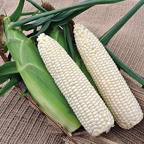 Seeds White Sugar Corn Sweet Giant Silver Queen Hybrid Vegetable Non GMO for Planting
