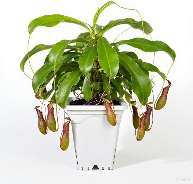 HG9X9SW 9"x9" Square Grayish-White Light-Blocking Plastic Planter with Hanging Holes, Hydroponic Side Holes, Indoor/Outdoor, 10" Tall, Pack of 24