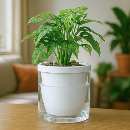 D'vine Dev 6 Inch Design Self Watering Planter for Indoor Plants, White Terracotta Pots with Cylinder Glass Cup, Set of 2, 37-Y-B-2