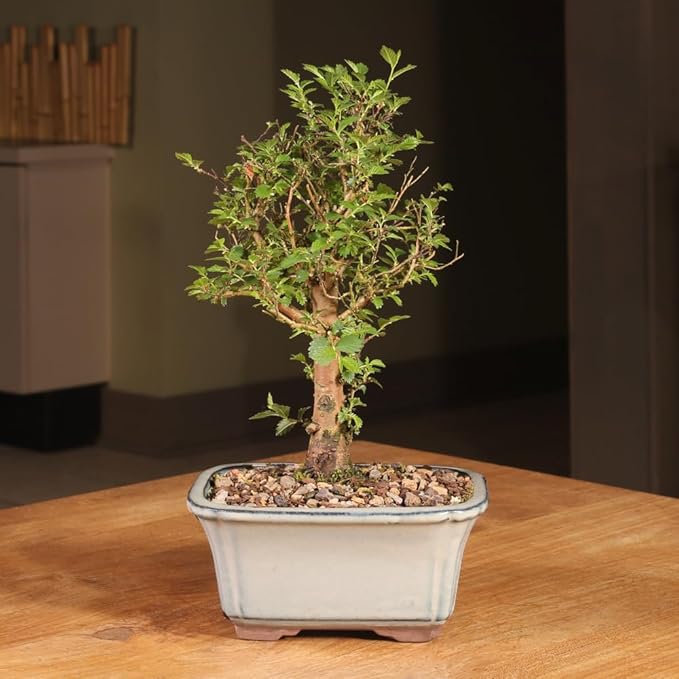 Brussel's Bonsai Live Chinese Elm Bonsai Tree, Outdoor - Small, 5 Years Old, 6 to 8 inches Tall - Includes Decorative Ceramic Bonsai Pot