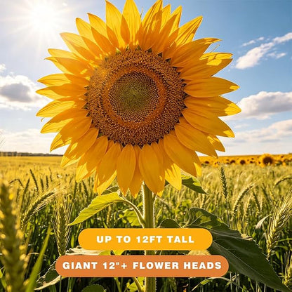 600+ Giant Mammoth Heirloom Sunflower Seeds to Plant, High Germination, Easy to Grow, for Home Garden