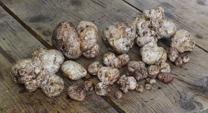 White Truffle Mushrooms Non GMO for Planting Mycelium Spawn Spores