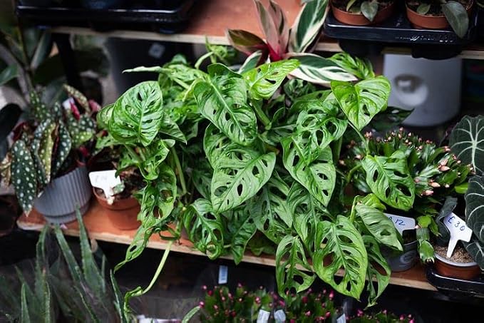 Gardenera Premium Swiss Cheese Plant Potting Mix - Monstera Deliciosa Blend for Optimal Nutrients and Drainage for Healthy Growth - 1 Quart