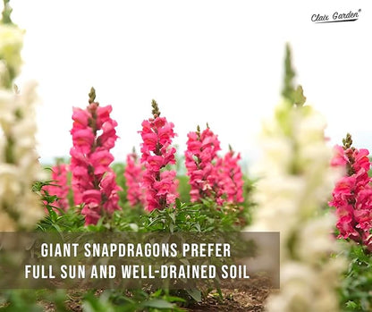 Garden Snapdragon - Maximum Mix - 7,500 Seeds - Mixed Colors, Heirloom Non-GMO USA Grown, Excellent for Pollinators, Annual - Vibrant Flowers for Any Home Garden