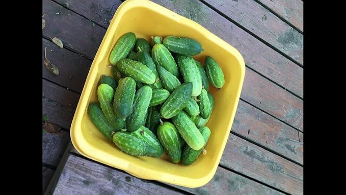Seeds Cucumber Rodnichok F1 Pickling Heirloom Vegetable Non GMO