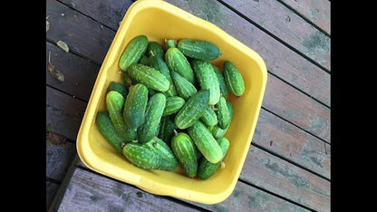 Seeds Cucumber Rodnichok F1 Pickling Heirloom Vegetable Non GMO
