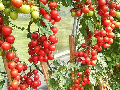 Seeds Vine Red Tomato Indeterminate Non GMO Vegetable for Planting
