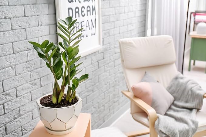 Premium Zamioculcas Plant Soil Mix by Gardenera - Stimulate Growth and Elevate Elegance with Nourishing Formula - 5 Quart