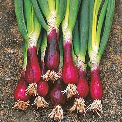 Seeds Red Welsh Onion Bunching Non GMO Vegetable for Planting