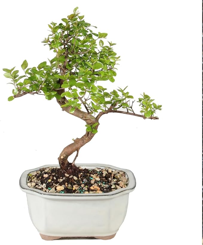 Brussel's Bonsai Live Chinese Sweet Plum Bonsai Tree - 5 Years, 6 to 10 in - Indoor Bonsai in Ceramic Bonsai Pot