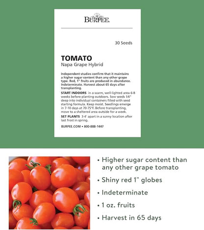 Burpee Napa Grape Tomato Seeds – Sweet Grape Tomato Variety for Home Garden Growing, 30 Non-GMO Seeds