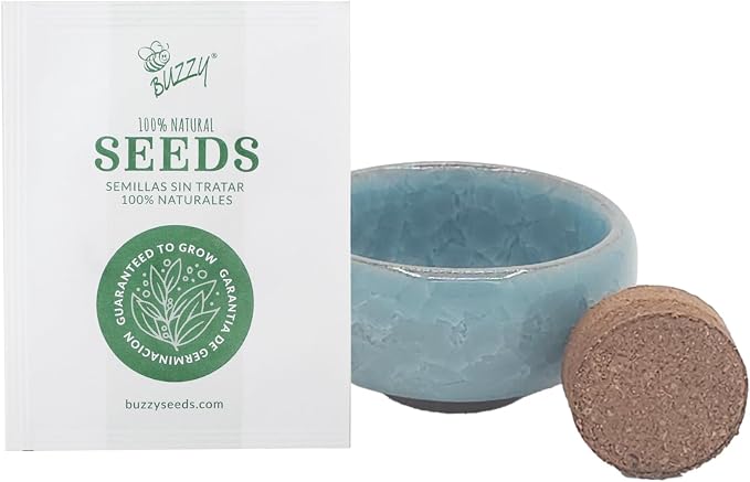 BUZZY Seeds 4-Pack Bonsai Tree Growing Kit Includes Black Austrian Pine, Monterey Cypress, Blue Spruce, Norway Spruce with Green, Blue, Dark Blue, and Gold Crackle Pots, Indoor Gardening Gift Set