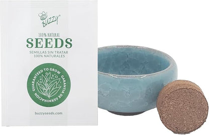 BUZZY Seeds 4-Pack Bonsai Tree Growing Kit Includes Black Austrian Pine, Monterey Cypress, Blue Spruce, Norway Spruce with Green, Blue, Dark Blue, and Gold Crackle Pots, Indoor Gardening Gift Set