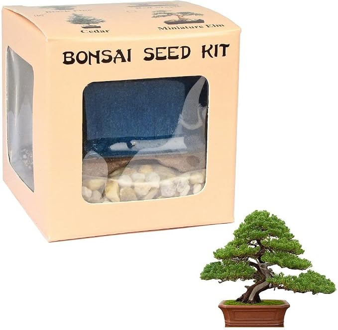 Eve's Chinese Juniper Bonsai Seed Kit, Woody, Complete Kit to Grow Chinese Juniper Bonsai Tree from Seed