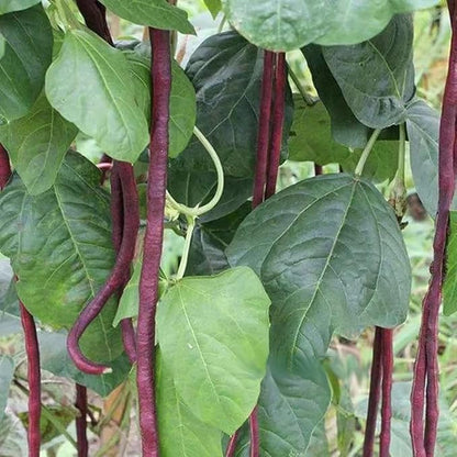 Bean Seeds for Planting Vegetables and Fruits.Pole Beans,Bush Beans,Romano Beans.Non GMO Garden Seeds for Home Vegetable Garden-6g,25ct+ Red Yard Long Pole Bean Seeds YardLong Asparagus Bean