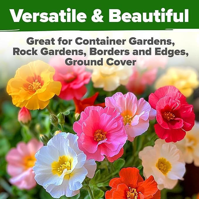 HOME GROWN Moss Rose Seeds 47,000+(Bulk Pack) Annual Flower for Ground Cover - Heirloom Non-GMO Portulaca Seeds for Planting Outdoors - Great for Low-Maintenance Gardens (Portulaca grandiflora)
