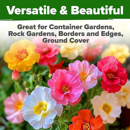 HOME GROWN Moss Rose Seeds 47,000+(Bulk Pack) Annual Flower for Ground Cover - Heirloom Non-GMO Portulaca Seeds for Planting Outdoors - Great for Low-Maintenance Gardens (Portulaca grandiflora)