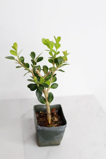 Mini Bonsai Tree Starter Gift, Winter Gem Boxwood Plant, Variegated Leaf Plant, Buxus Microphylla Boxleaf, Japanese Outdoor Garden