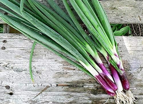 Seeds Red Welsh Onion Bunching Non GMO Vegetable for Planting