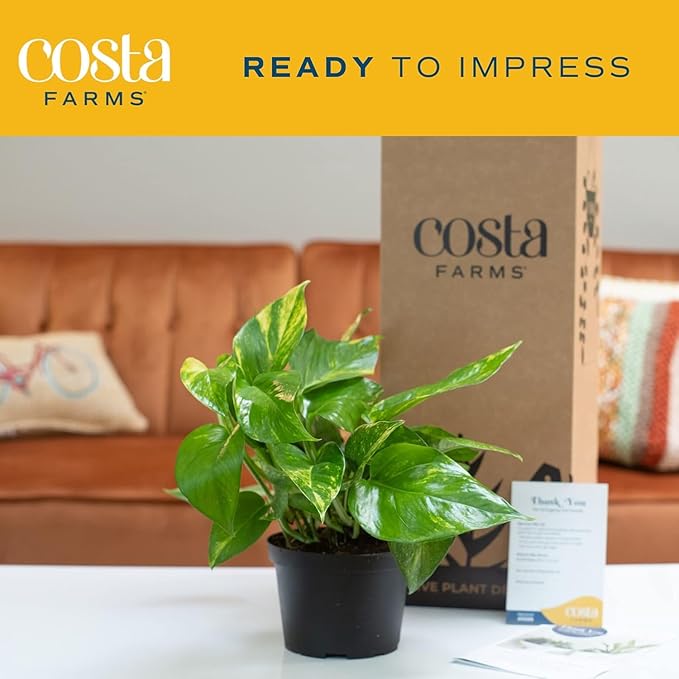 Costa Farms Golden Pothos Live Plant, Easy Care Indoor House Plant in Grower's Pot, Potting Soil, Great for Outdoor Hanging Planter or Basket, Housewarming Gift, Desk Decor, Room Decor, 10-Inches Tall