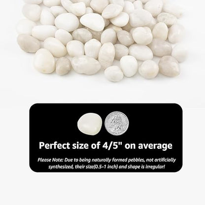 River Rocks - Natural Polished White Pebbles, 0.5-1 inch, 40 lbs - Perfect for Indoor Planting, Vase Filling, Aquarium Decoration, and Garden Landscaping (White, Weight: 40 LB)