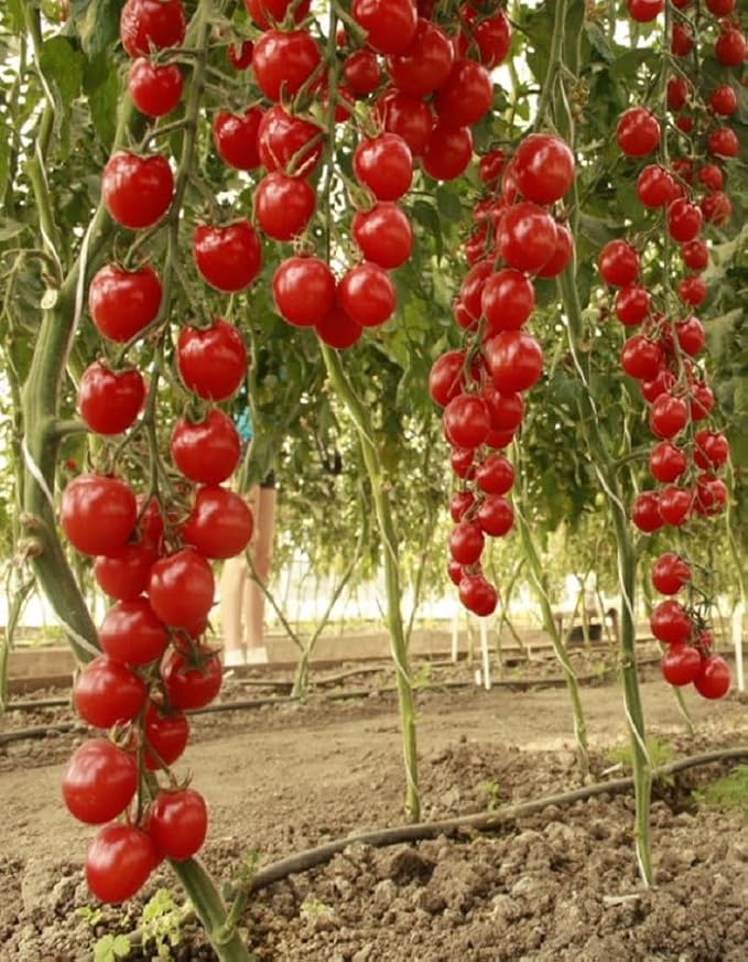 Seeds Vine Red Tomato Indeterminate Non GMO Vegetable for Planting