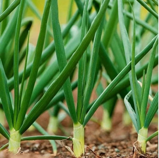 1000 Tokyo Long Bunching Green Onion Seeds | Scallion Spring Onions Growing Herb Garden Container Chives Asian Vegetable Seed