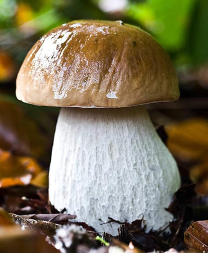Seeds Porcini Mushrooms Spores - Heirloom - GMO Free