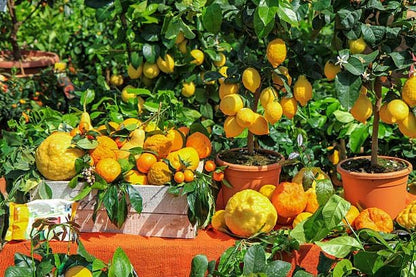 Mix Bonsai Fruit Seeds for Planting – 5 Variety Individual Packs: 40+ Lemon, 20+ Cherry, 40+ Orange, 40+ Apple, 20+ Blueberry Seeds, Organic Heirloom Non-GMO, Indoor/Outdoor Home Garden