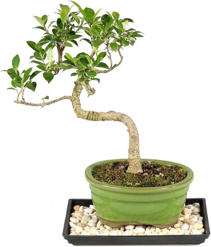 Brussel's Bonsai - Live Golden Gate Ficus Bonsai Tree with Ceramic Bonsai Pot & Humidity Tray, Indoor Bonsai Plant, 7 Years Old, 8-16 Inches Tall, Easy Care Houseplant for Home or Office (Medium)